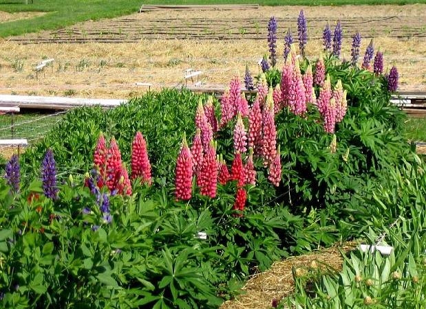 Lupins: Landung und Pflege. Merkmale wachsende Lupins aus Samen 03