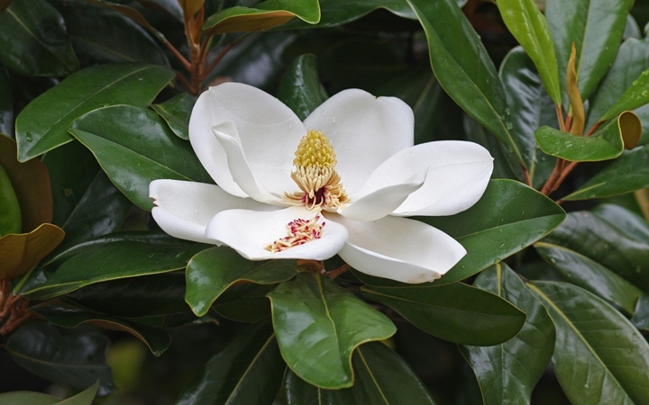 Magnolia: Pflege und Landung. Wie man Magnolia auf der mittleren Spur anbauen kann? 04