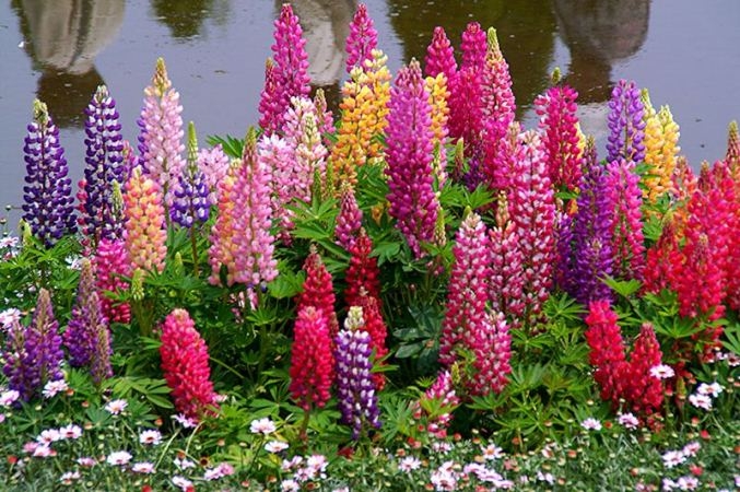 Lupins: Landung und Pflege. Merkmale wachsende Lupins aus Samen 04