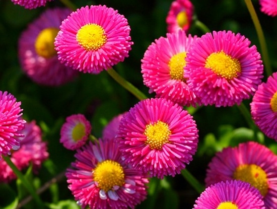 Gänseblümchen: Wachsen von Samen und passenden Blumen 01