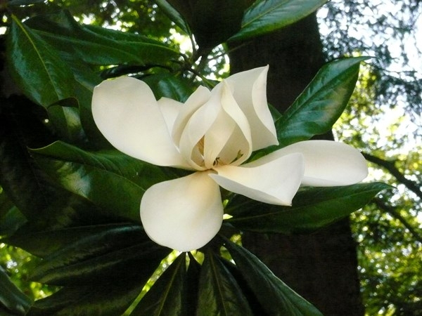 Magnolia: Pflege und Landung. Wie man Magnolia auf der mittleren Spur anbauen kann? 06