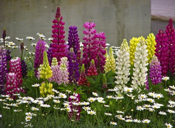 Lupins: Landung und Pflege. Merkmale wachsende Lupins aus Samen 05