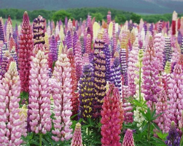 Lupins: Landung und Pflege. Merkmale wachsende Lupins aus Samen 06