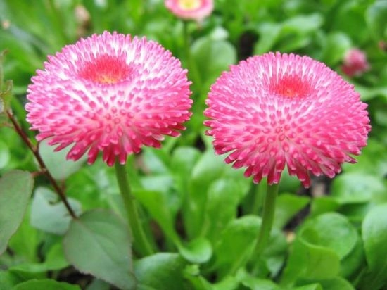 Gänseblümchen: Wachsen von Samen und passenden Blumen 03