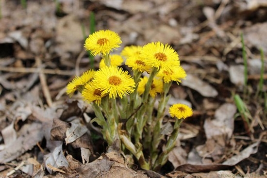 Coltsfoot: Beschreibung der therapeutischen Eigenschaften der Anlage 01