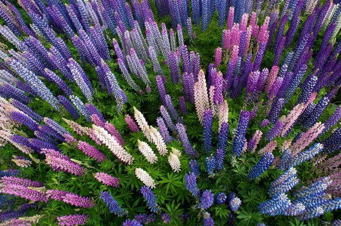 Lupins: Landung und Pflege. Merkmale wachsende Lupins aus Samen 07