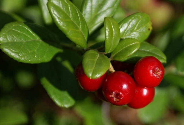 Lingonberry für den Winter. Billet-Bullrasse 01