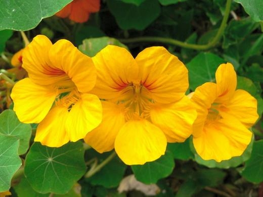 Nasturtium lockig 01