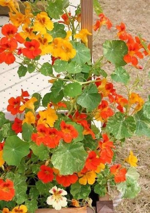 Nasturtium lockig 02