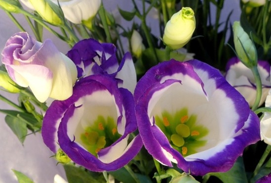 Eustoma: Zu Hause wachsen 01