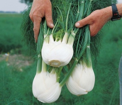 Fenchel: Nützliche Eigenschaften und Kalorien. Fenchelgerichte Rezepte 01