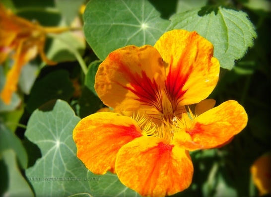 Nasturtium lockig 04