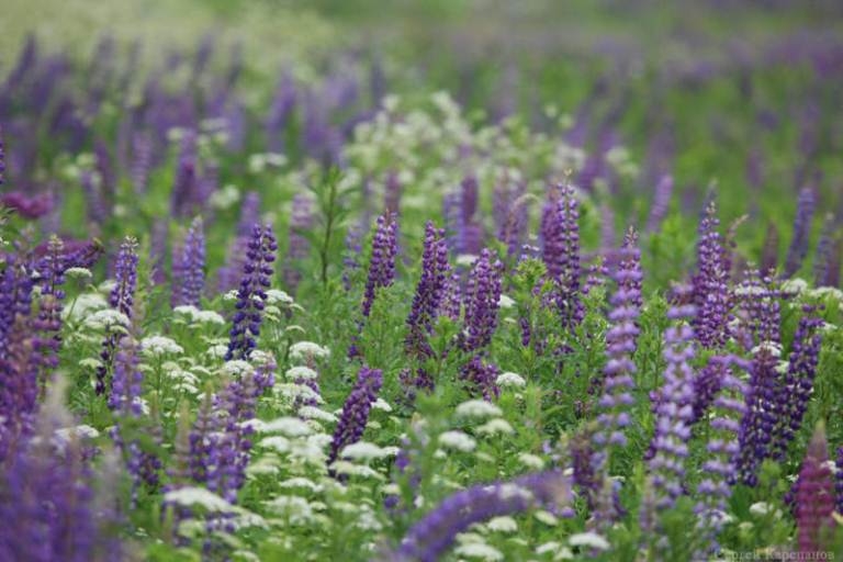 Unprätentiöse Blumen zum Geben. Schöne Blumenbeete jede Saison! 03