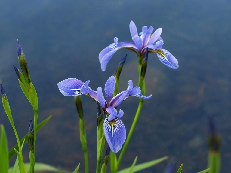 Unprätentiöse Blumen zum Geben. Schöne Blumenbeete jede Saison! 04