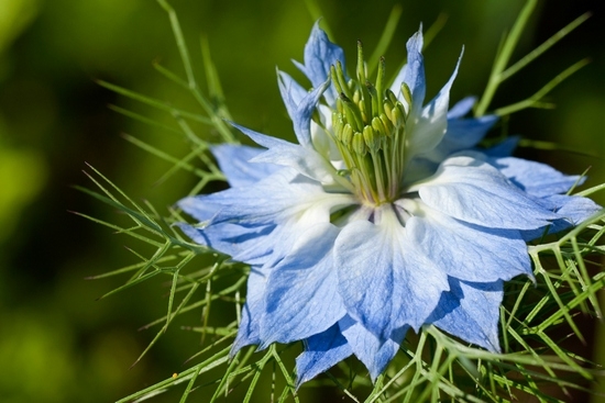 Nigella: Wachsen von Samen, Landung und Pflege 01