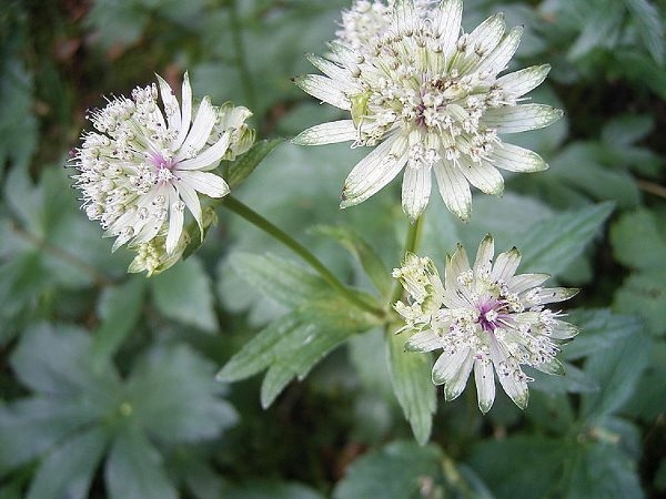 Kleine Blumen für Blumen Betten. Beschreibung der beliebtesten Pflanzen 01