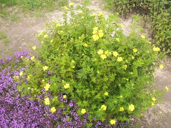 Kleine Blumen für Blumen Betten. Beschreibung der beliebtesten Pflanzen 02