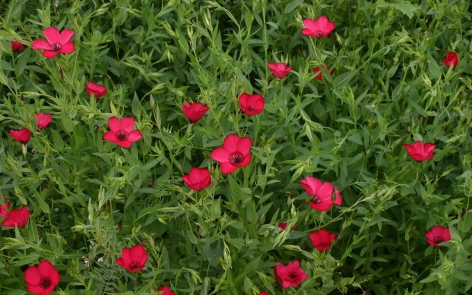 Kleine Blumen für Blumen Betten. Beschreibung der beliebtesten Pflanzen 03