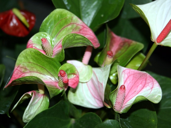 Anthurium - Liebesblume 01