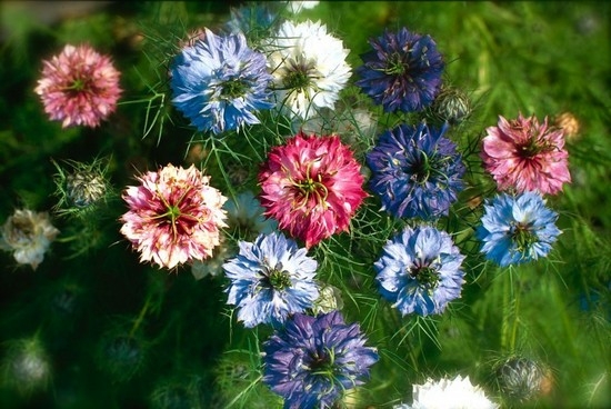 Nigella: Wachsen von Samen, Landung und Pflege 04