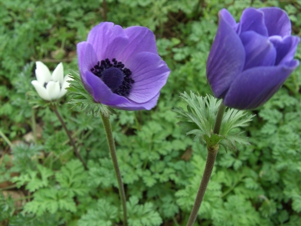 Kleine Blumen für Blumen Betten. Beschreibung der beliebtesten Pflanzen 04