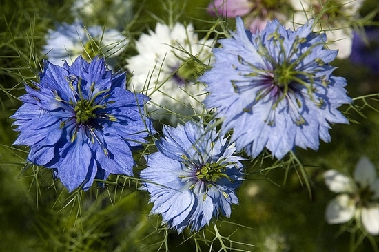 Nigella: Wachsen von Samen, Landung und Pflege 05