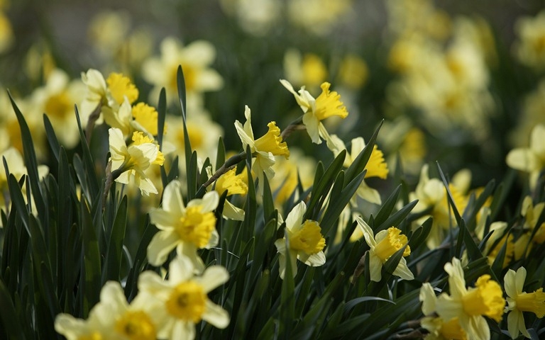 Unprätentiöse Blumen zum Geben. Schöne Blumenbeete jede Saison! 08