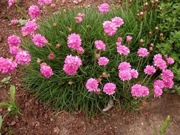 Kleine Blumen für Blumen Betten. Beschreibung der beliebtesten Pflanzen 06