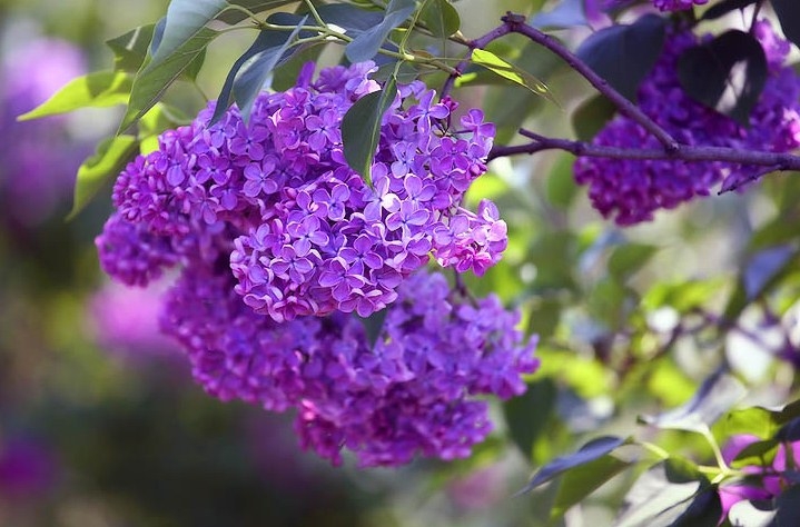 Unprätentiöse Blumen zum Geben. Schöne Blumenbeete jede Saison! 09