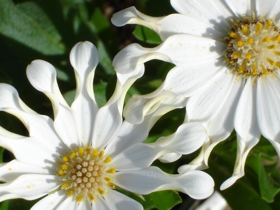 Osteospermum: Kultivierung von Samen 01