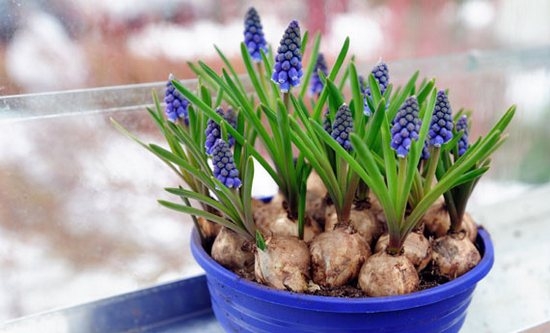 Muscari: Anpflanzung und Anpflanzung, Mangel an Transplantation 01