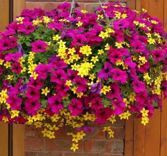 Unterschiede von Ampel und Cascade Petunia: In Abreise und Überprüfung von Gärtnern 02