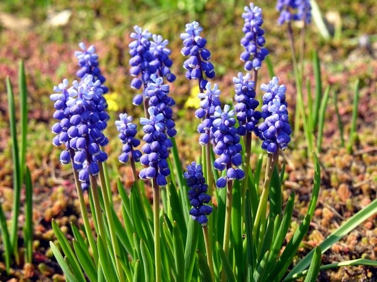 Muscari: Anpflanzung und Anpflanzung, Mangel an Transplantation 03