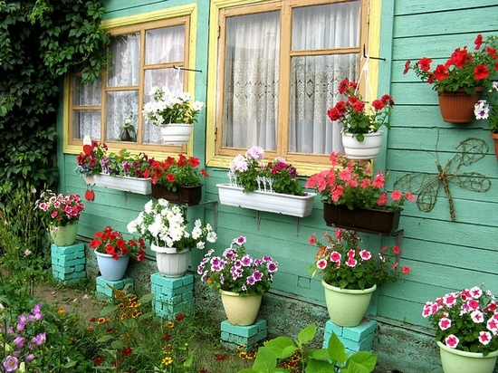 Unterschiede von Ampel und Cascade Petunia: In Abreise und Überprüfung von Gärtnern 04