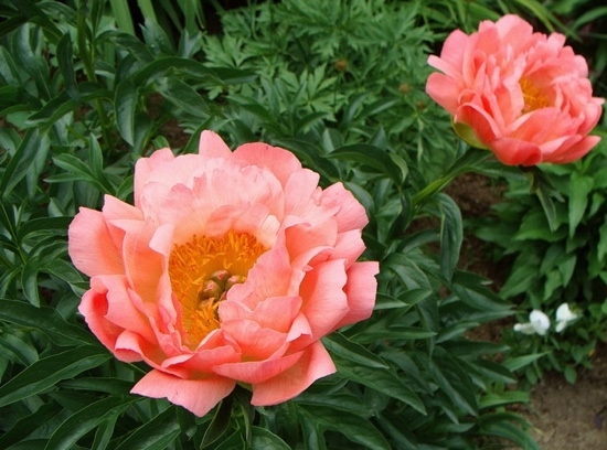 Peony Coral SansSet: Merkmale des Anpflanzens, Wachsens und Pflege 01