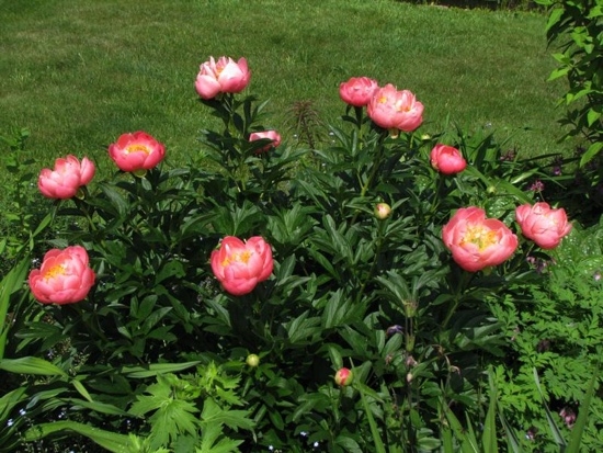 Peony Coral SansSet: Merkmale des Anpflanzens, Wachsens und Pflege 02