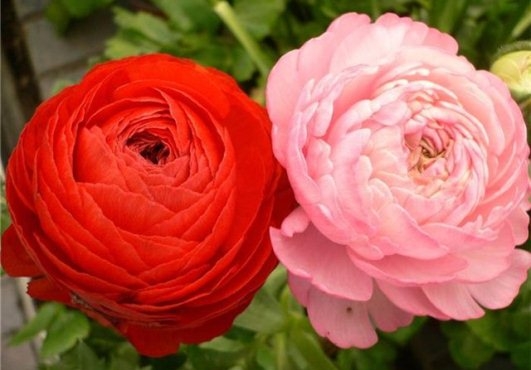 Ranunculus: Landung und Pflege zu Hause 01