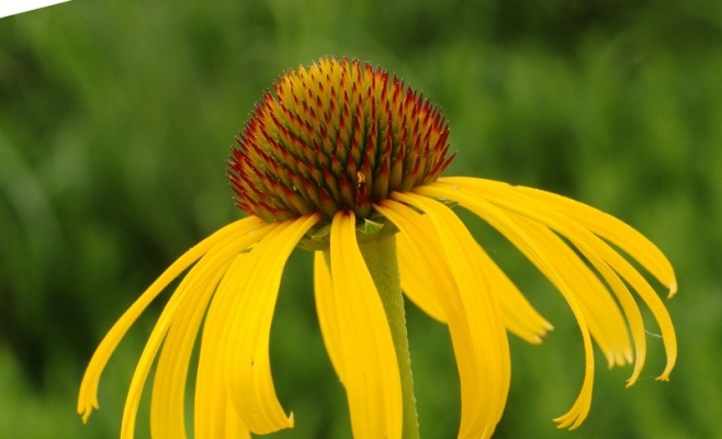 Rudbeckia: Landung und Pflege in offenem Boden. Merkmale von mehrjährigen und jährlichen Noten von Rudbecia 01