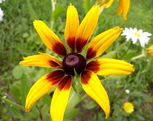 Rudbeckia: Landung und Pflege in offenem Boden. Merkmale von mehrjährigen und jährlichen Noten von Rudbecia 02