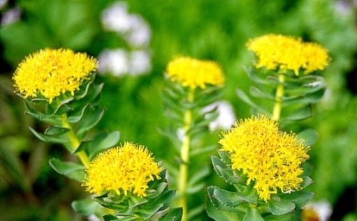 Rhodiola Pink: Wachstum und Antrag 02