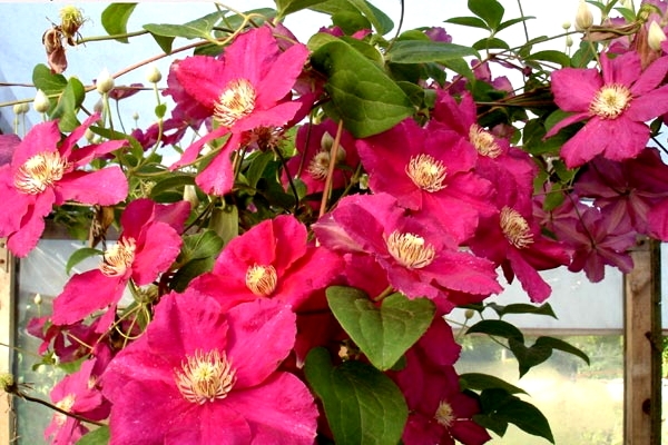 Gartenblumen mehrjährige. Sorten und Wachstumsmethoden 01