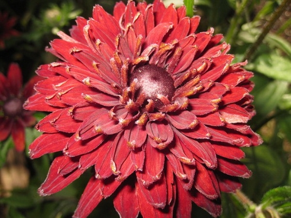 Rudbeckia: Landung und Pflege in offenem Boden. Merkmale von mehrjährigen und jährlichen Noten von Rudbecia 03