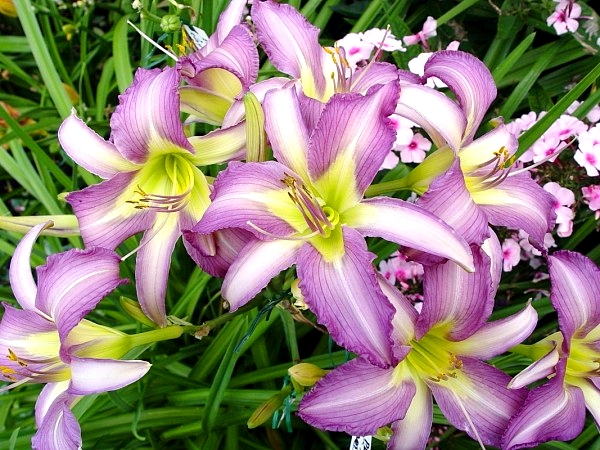 Gartenblumen mehrjährige. Sorten und Wachstumsmethoden 02