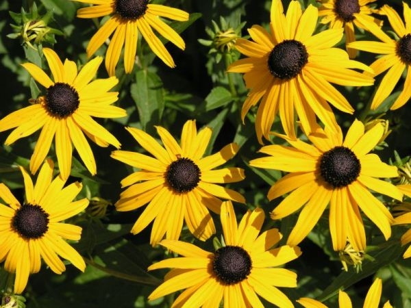 Rudbeckia: Landung und Pflege in offenem Boden. Merkmale von mehrjährigen und jährlichen Noten von Rudbecia 04