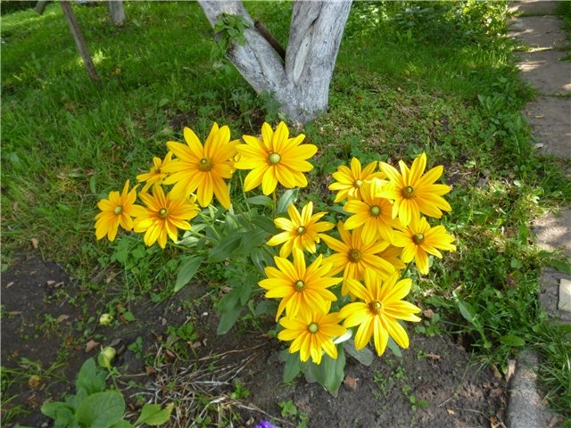 Rudbeckia: Landung und Pflege in offenem Boden. Merkmale von mehrjährigen und jährlichen Noten von Rudbecia 05