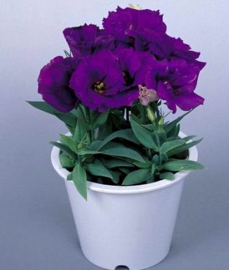 Eustoma: Zu Hause wachsen 04