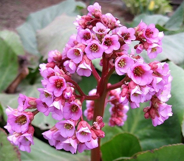 Gartenblumen mehrjährige. Sorten und Wachstumsmethoden 04