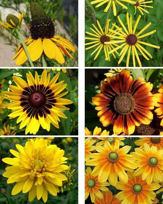 Rudbeckia: Landung und Pflege in offenem Boden. Merkmale von mehrjährigen und jährlichen Noten von Rudbecia 07