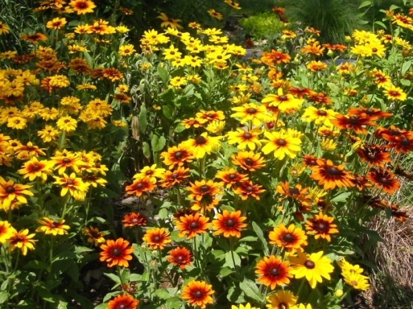 Rudbeckia: Landung und Pflege in offenem Boden. Merkmale von mehrjährigen und jährlichen Noten von Rudbecia 08