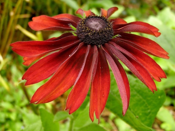 Rudbeckia: Landung und Pflege in offenem Boden. Merkmale von mehrjährigen und jährlichen Noten von Rudbecia 09